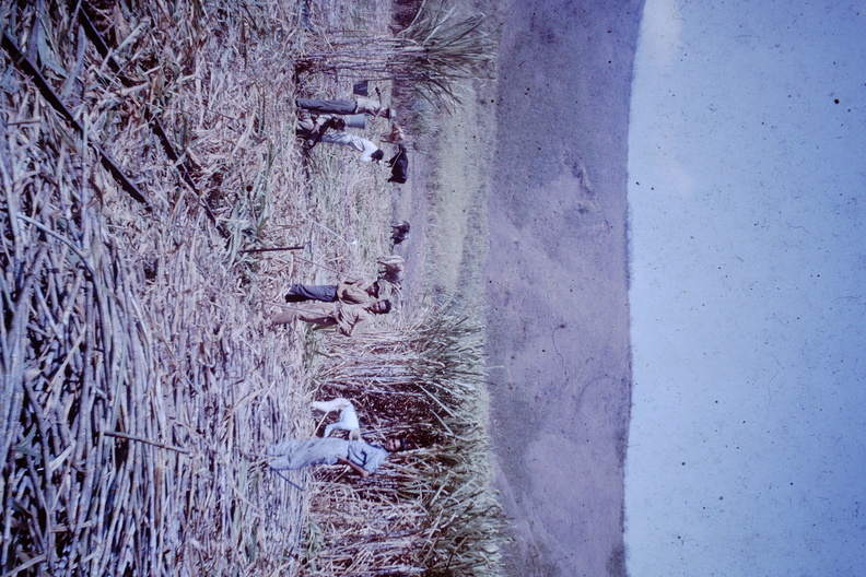 1964 July - cane cutting Singatoka Valley.JPG