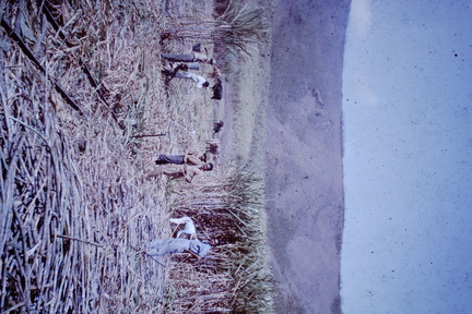 1964 July - cane cutting Singatoka Valley