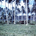 1960 Dec - cattle Yandina