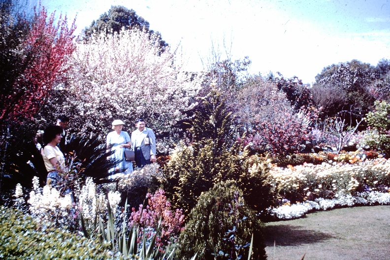 1960_Sept_-_winning_garden_Toowoomba.JPG