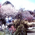 1960 Sept - winning garden Toowoomba