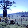 1959 November - bottle tree Coonanga North