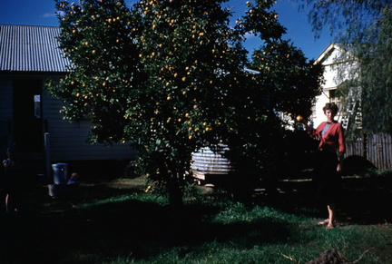 2-34 gini in de tuin bij de sinaasappel