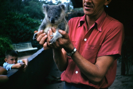 9 koala