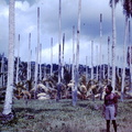 1960 Dec - Banika