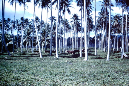 1960 Dec - cattle Yandina