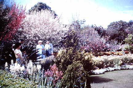 1960 Sept - winning garden Toowoomba