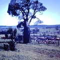 1959 November - bottle tree McQuaker Coornaga North