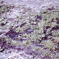 Grass Treatment Trial