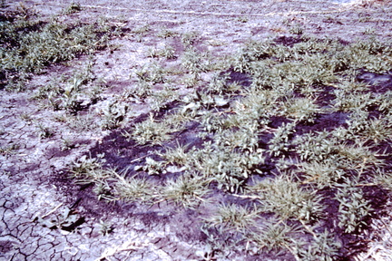 Grass Treatment Trial