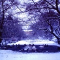 1962 December - Castriecum Ducks and swans